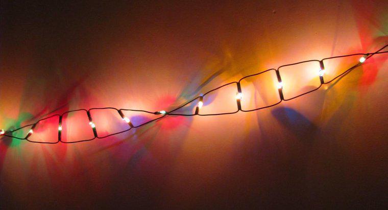 Zu welcher Klasse von Makromolekülen gehört DNA?