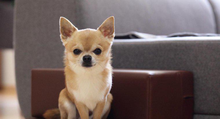 Kann sich ein Pitbull mit einem Chihuahua paaren?