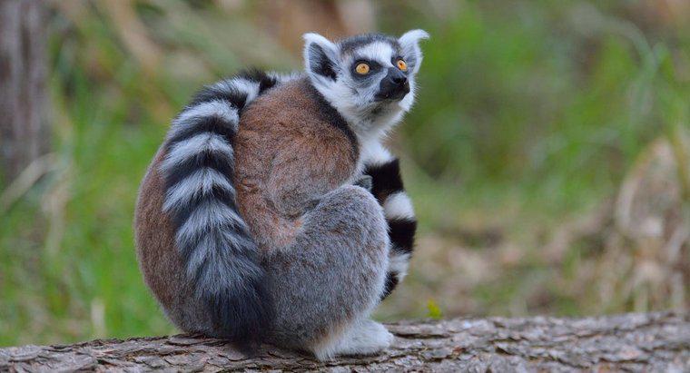 Was ist ein Lemur?