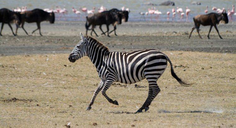 Wie viel wiegen Zebras?