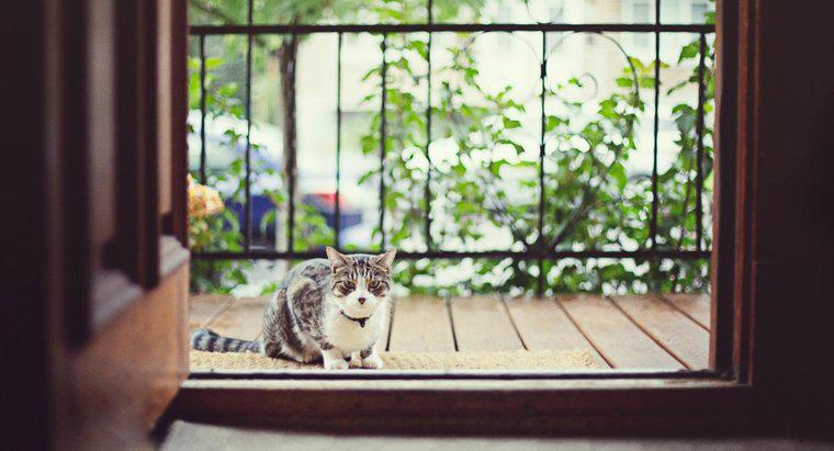 Altern Indoor-Katzen schneller als Outdoor-Katzen?