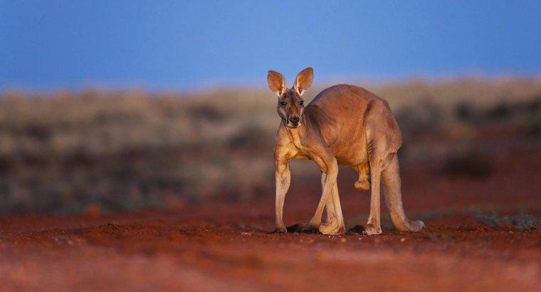 Was ist das Nationaltier Australiens?