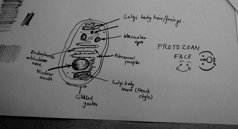 Welche Arten von Protozoen gibt es?