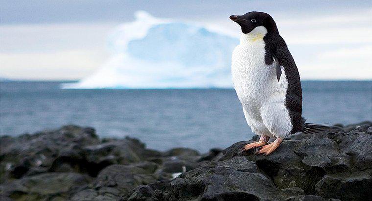 Welcher Ozean umgibt die Antarktis?