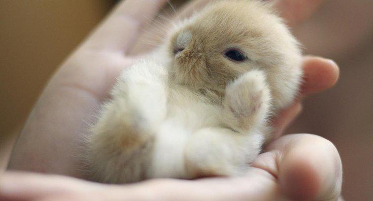 Wie lange bleiben Kaninchenbabys bei ihrer Mutter?