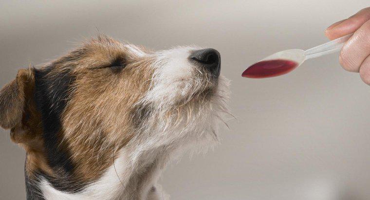 Was ist die empfohlene Benadryl-Dosierung für Hunde?