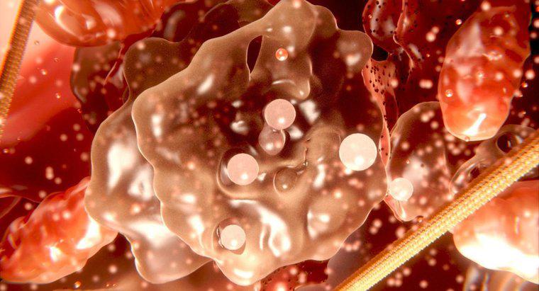Was ist der Unterschied zwischen Zytoplasma und Protoplasma?