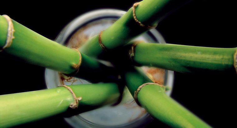Wie reproduziert sich Bambus?