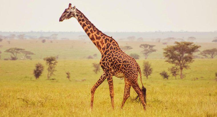 Was sind einige Fakten über die Anatomie der Giraffe?