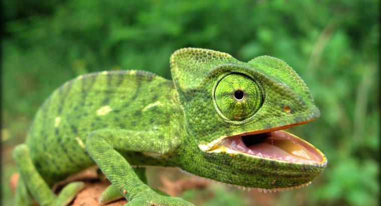 Was sind die Eigenschaften eines Reptils?