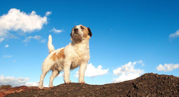 Was ist ein Rauhaar-Jack-Russell-Terrier?