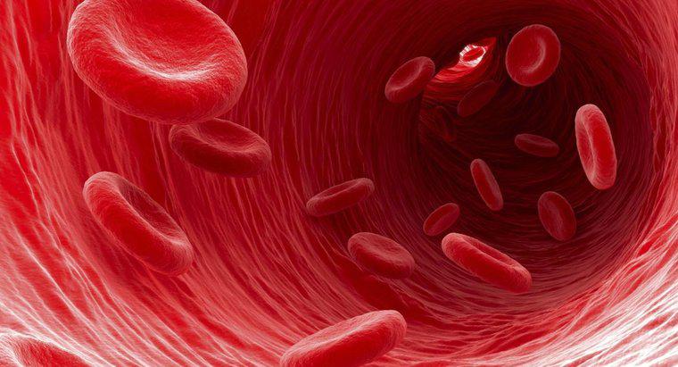 Was passiert, wenn Sie zu viele rote Blutkörperchen haben?