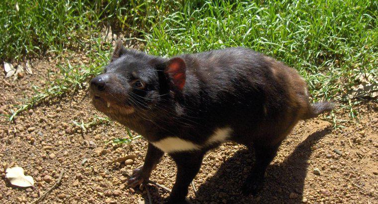 Wie viele Tasmanische Teufel sind noch übrig?