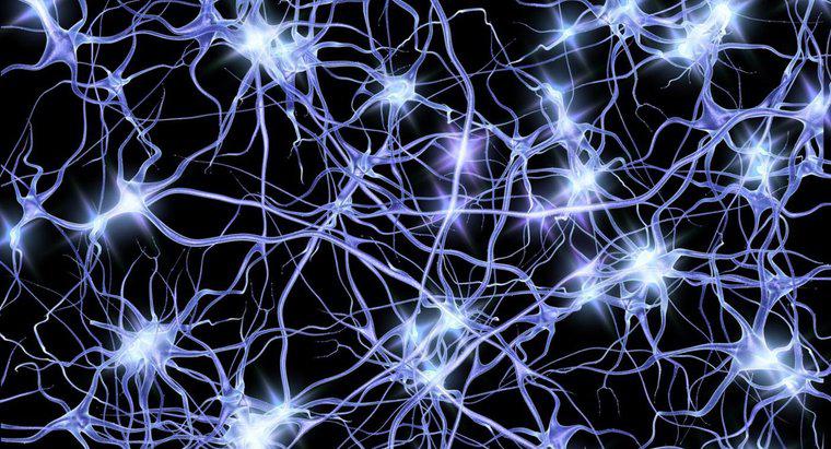 Wie übertragen Neuronen elektrische Impulse?