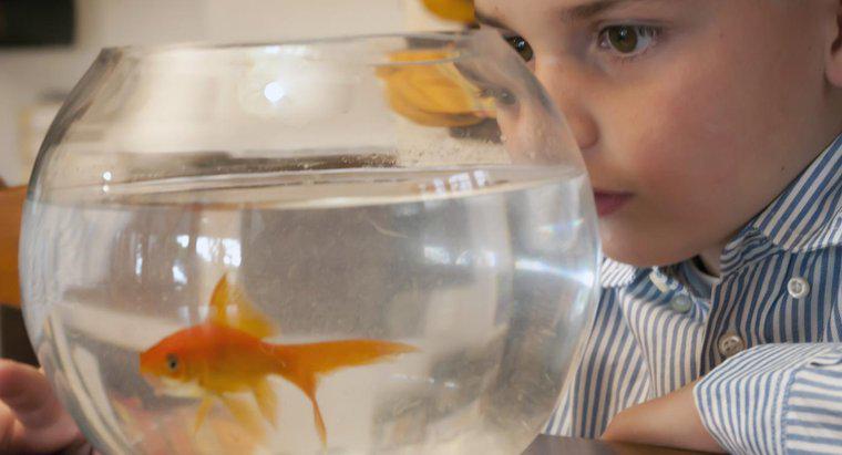 Wie oft sollte ich mein Goldfish Bowl reinigen?