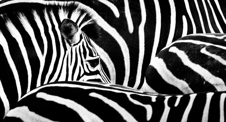 Wo leben Zebras?