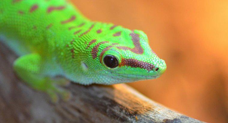 Wo leben Geckos?