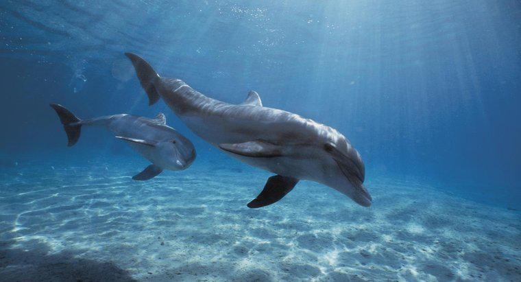 Was ist der wissenschaftliche Name für einen Delfin?