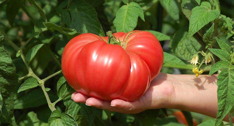 Wie wachsen große Tomaten?