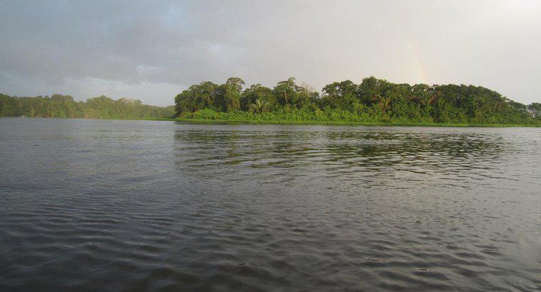 Warum ist der Amazonas wichtig?