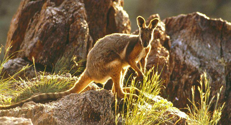 Was sind die physikalischen Eigenschaften eines Wallabys?