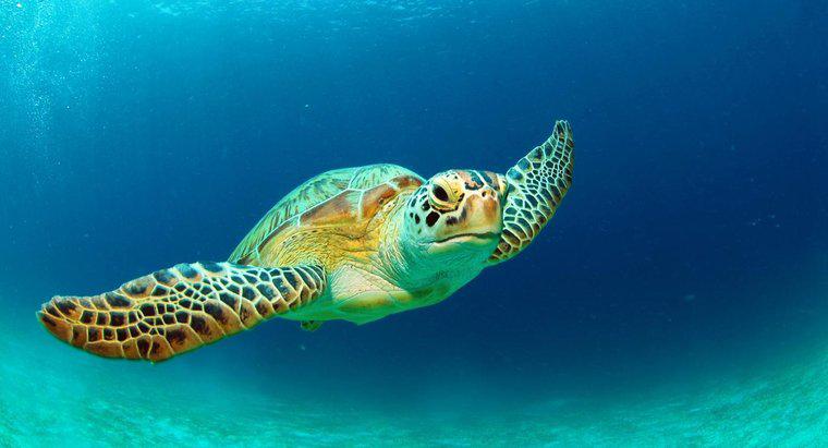 Was sind einige Fakten über Grüne Meeresschildkröten?