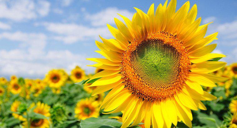 Was bedeuten Sonnenblumen?