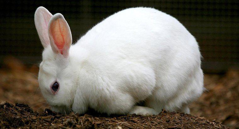 Was sind die Phasen des Lebenszyklus eines Kaninchens?