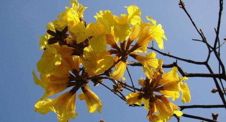 Was ist die Nationalblume Brasiliens?