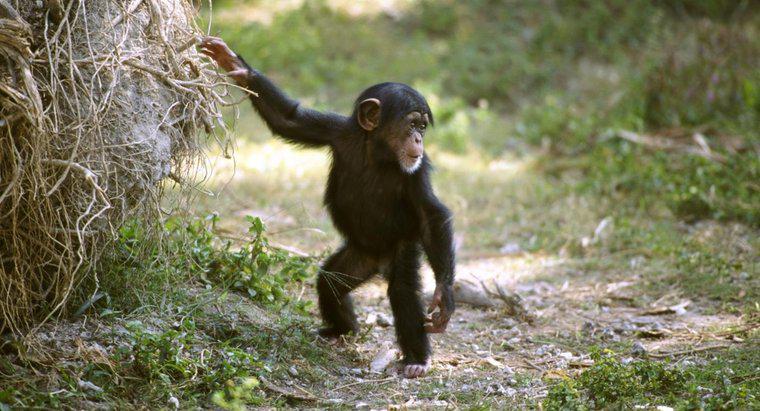 Warum spielen Schimpansen mit Puppen?