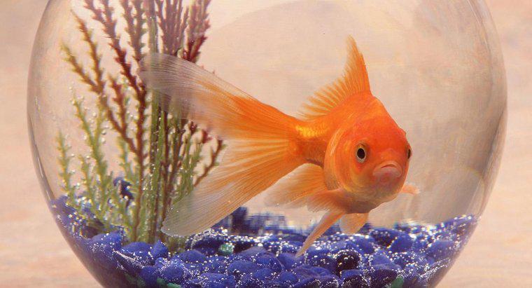 Was ist der Lebensraum eines Goldfisches?
