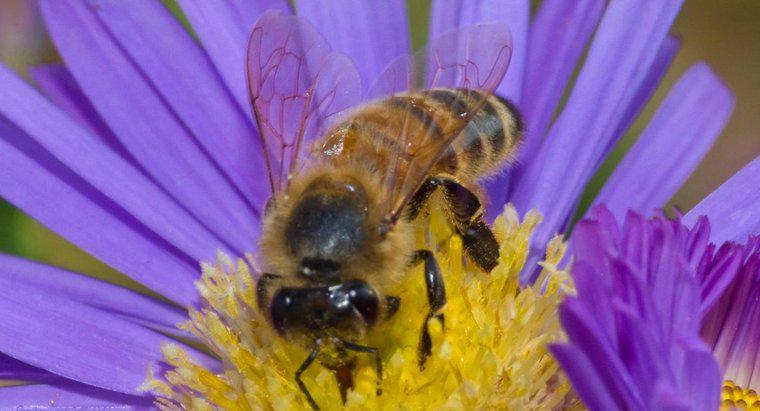 Was ist der Lebensraum einer Honigbiene?