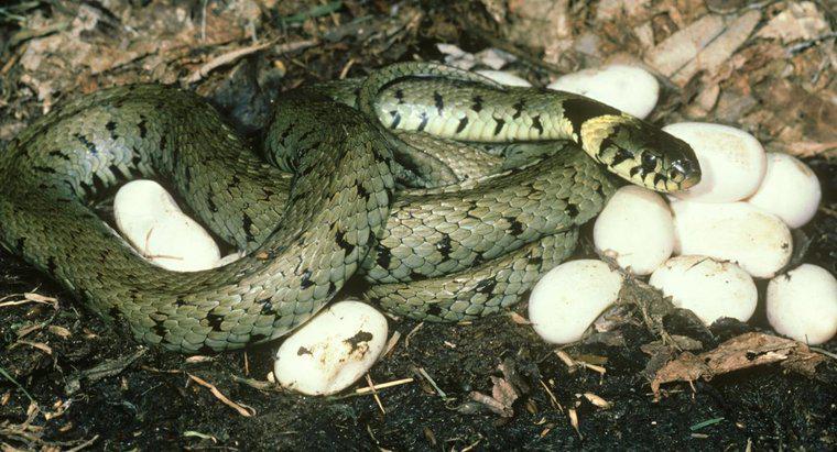 Wie werden Schlangen geboren?