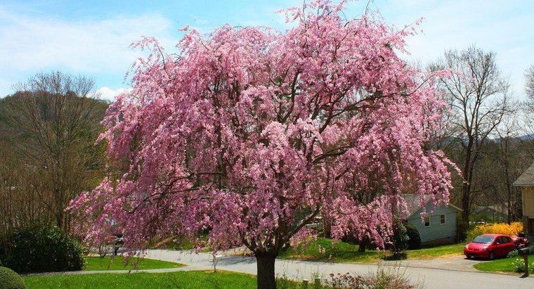 Was ist ein rosa weinender Kirschbaum?