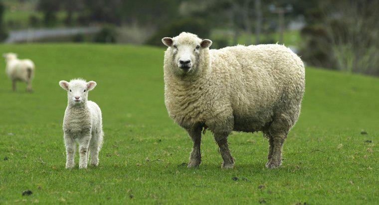Wie lange ist ein Schaf trächtig?