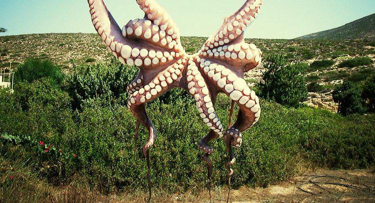 Gibt es den Pacific Northwest Tree Octopus?
