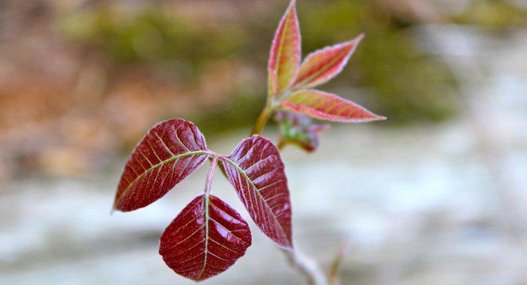 Was sind einige gute natürliche Behandlungen für Poison Ivy?