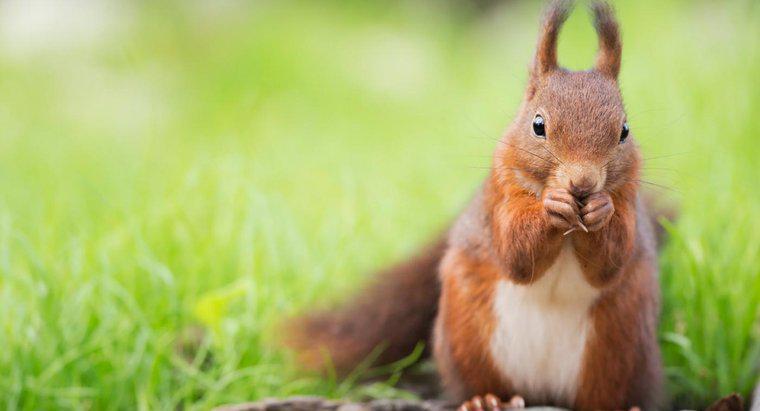 Was sind einige rote Eichhörnchen-Fakten?