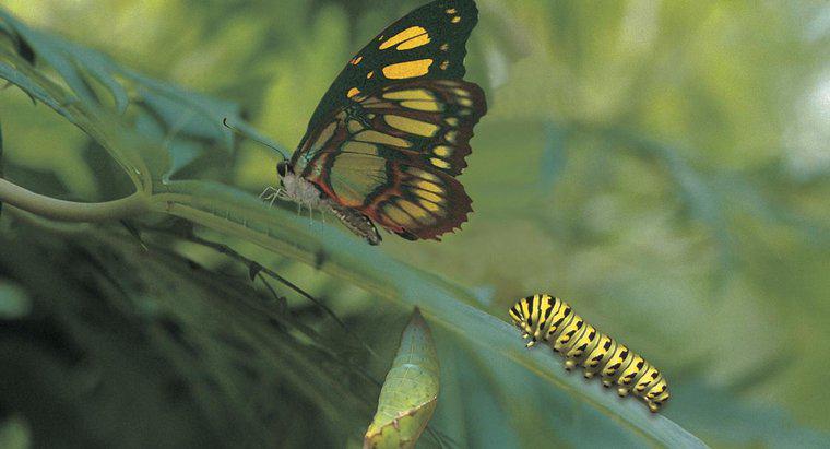 Verwandeln sich alle Raupen in Schmetterlinge?
