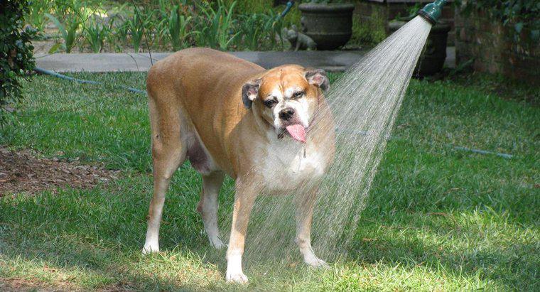 Wie lange kann ein Hund ohne Wasser auskommen?