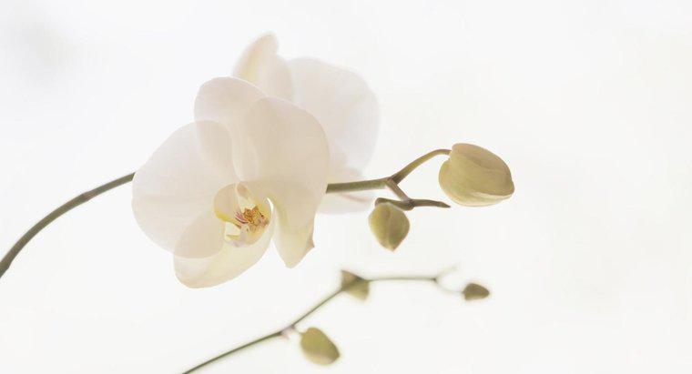 Wie kann man eine Orchidee wiederbeleben?