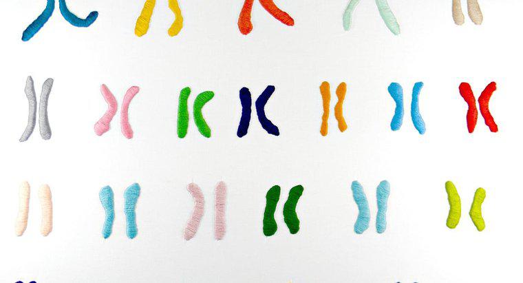 Was ist die Funktion von Chromosomen?