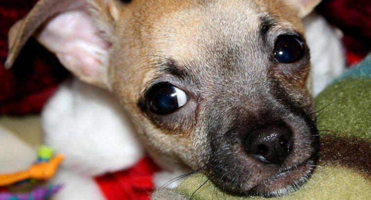 Was sind einige gemeinsame Fakten über Chihuahua-Welpen?