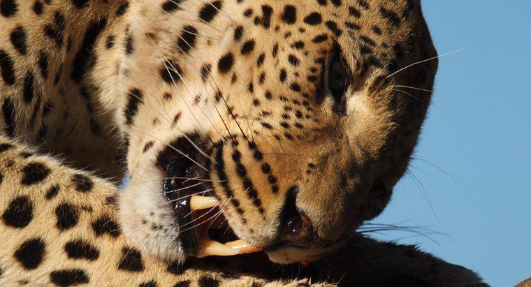 Wie viel fressen Leoparden an einem Tag?