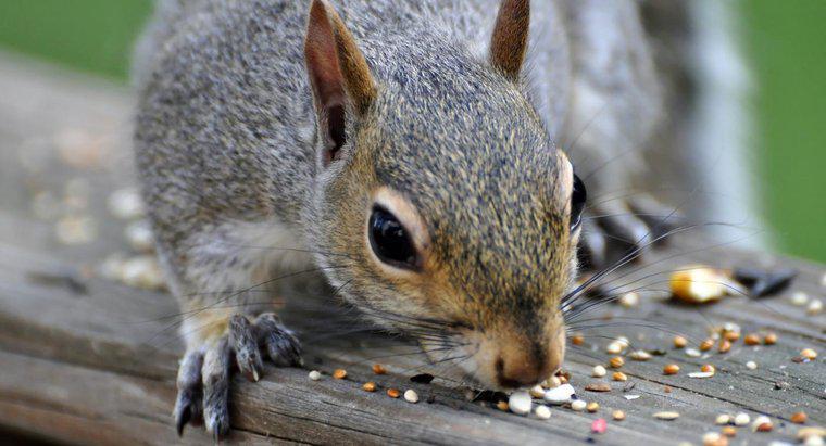 Was essen Eichhörnchen gerne?
