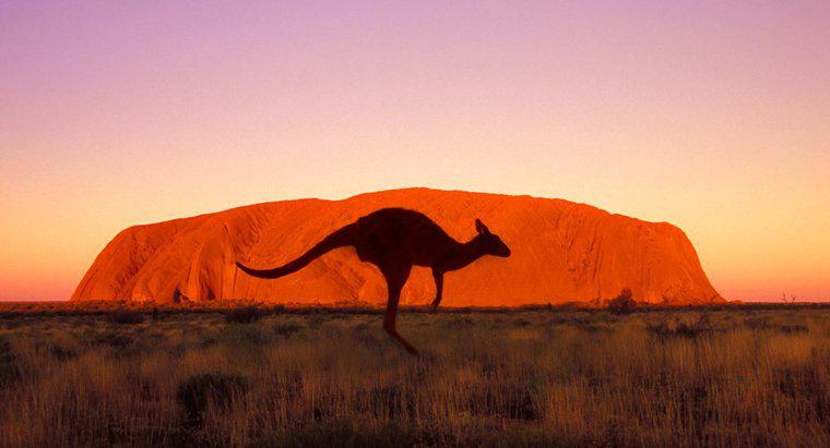 Wie schnell kann ein Känguru laufen?