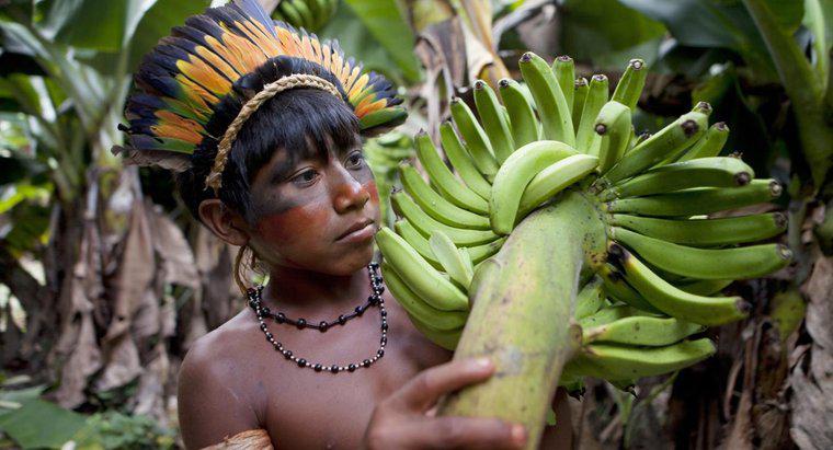 Welche Früchte wachsen im Amazonas-Regenwald?