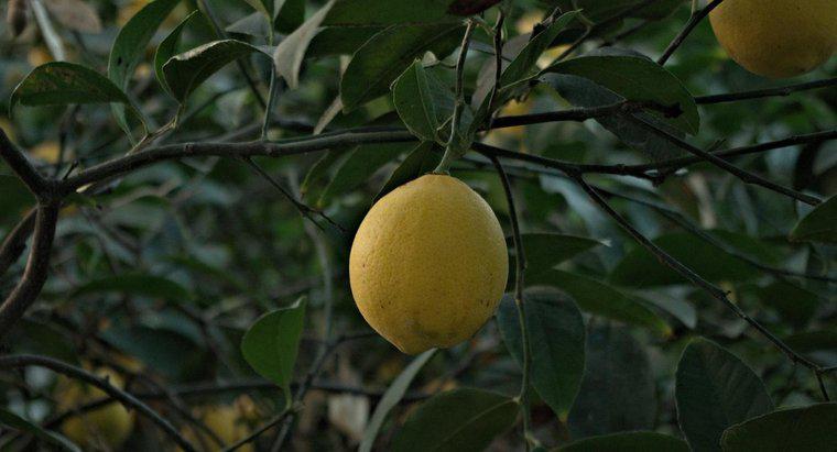 Wie lange dauert es, bis ein Zitronenbaum wächst und Früchte trägt?