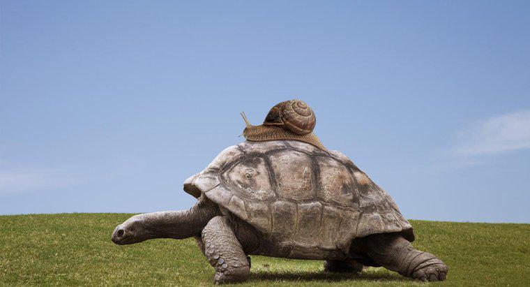 Wie bewegen sich Schildkröten?