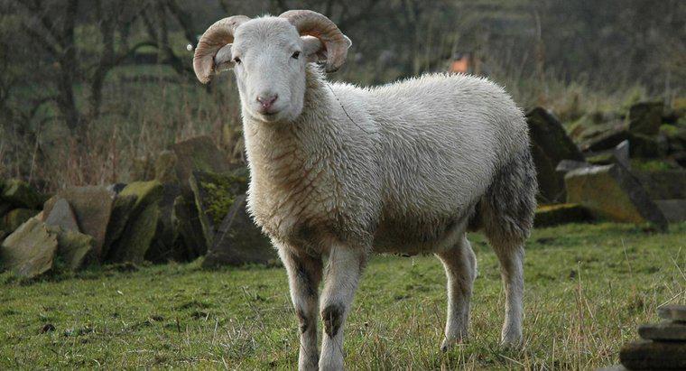 Welche Geräusche macht ein Schaf?